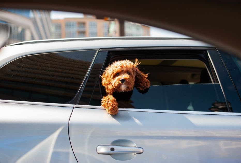 Transporting a dog by car: Safety and comfort