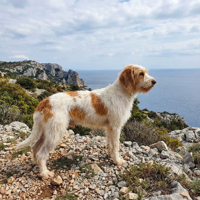 Gończy istryjski szorstkowłosy